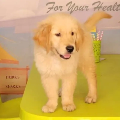 Golden Retriever puppies for sale in Jodhpur