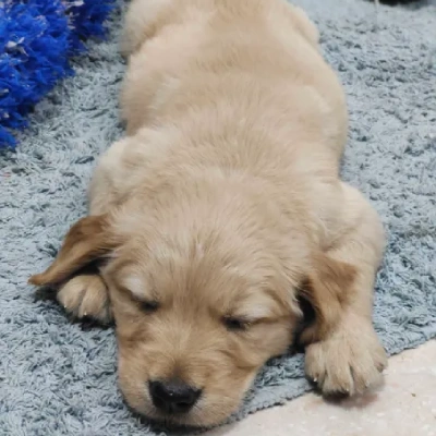 Golden Retriever puppies for sale in Vijayawada