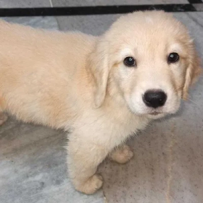 Golden Retriever puppies for sale in Jodhpur