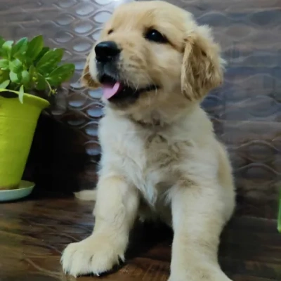 Golden Retriever puppies for sale in Gurgaon