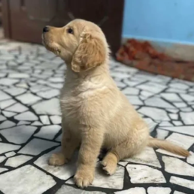 Golden Retriever puppies for sale in Bikaner