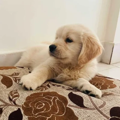 Golden Retriever puppies for sale in Vijayawada