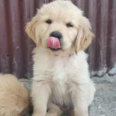 Golden Retriever puppies for sale in Bikaner