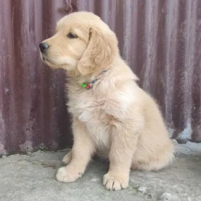 Golden Retriever puppies for sale in Jaipur