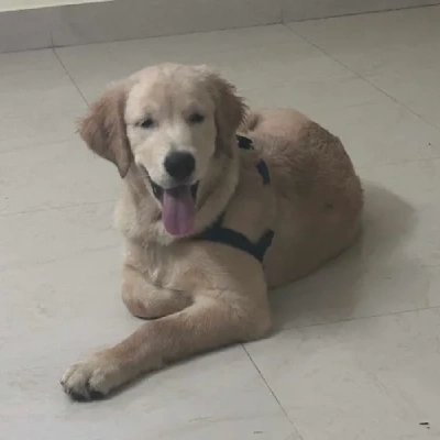 Golden Retriever puppies for sale in Jodhpur