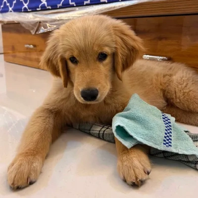 Golden Retriever puppies for sale in Kota