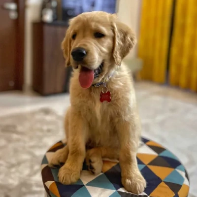 Golden Retriever puppies for sale in Vijayawada