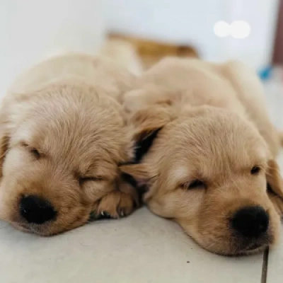 Golden Retriever puppies for sale in Bikaner