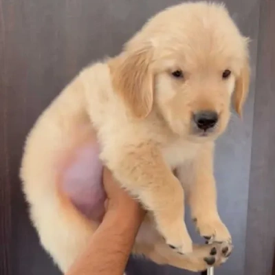 Golden Retriever puppies for sale in Gurgaon