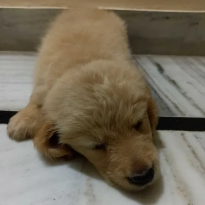 Golden Retriever puppies for sale in Visakhapatnam