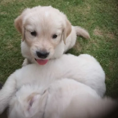 Golden Retriever puppies for sale in Vijayawada