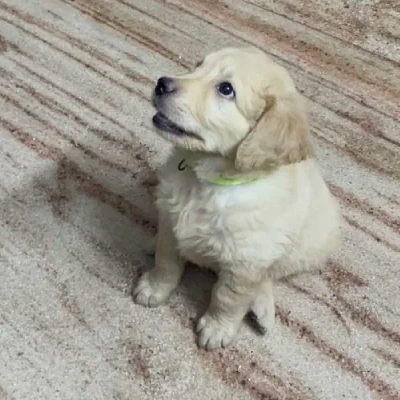 Golden Retriever puppies for sale in Gurgaon