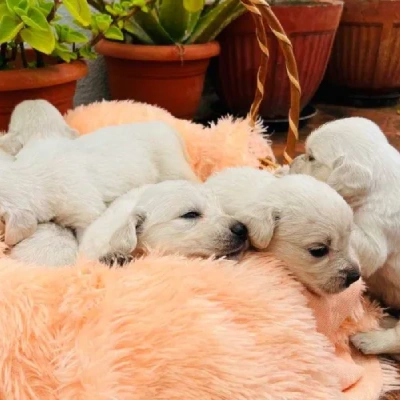 Golden Retriever puppies for sale in Udaipur