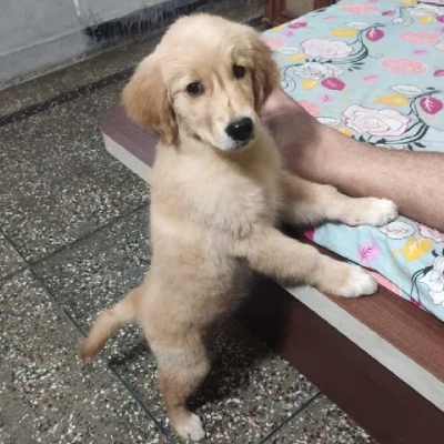 Golden Retriever puppies for sale in Visakhapatnam