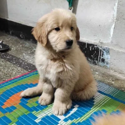 Golden Retriever puppies for sale in Visakhapatnam