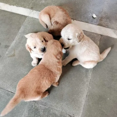 Golden Retriever puppies for sale in Jodhpur