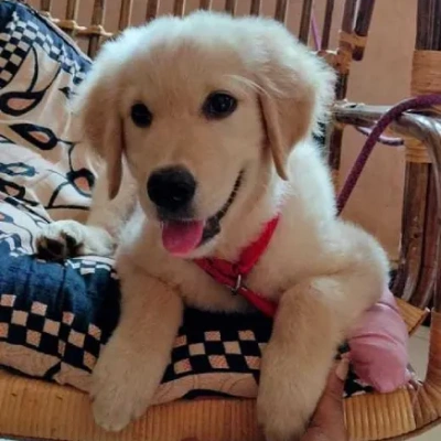 Golden Retriever puppies for sale in Kota