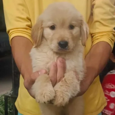 Golden Retriever puppies for sale in Jodhpur