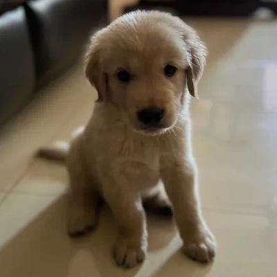 Golden Retriever puppies for sale in Visakhapatnam