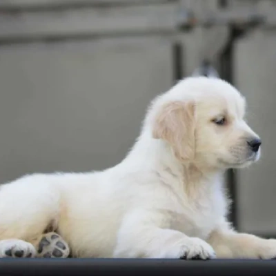 Golden Retriever puppies for sale in Vijayawada