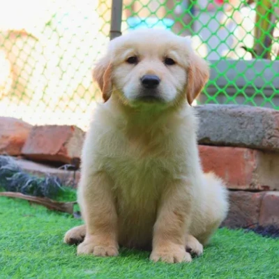 Golden Retriever puppies for sale in Gurgaon