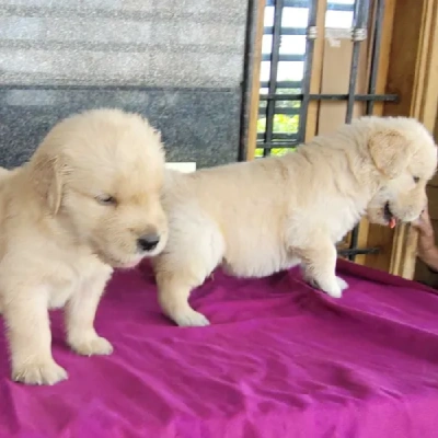 Golden Retriever puppies for sale in Kota