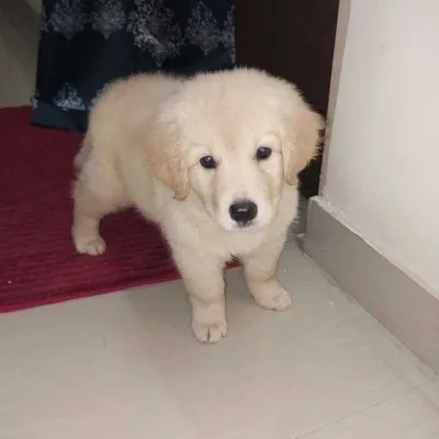 Golden Retriever puppies for sale in Bikaner