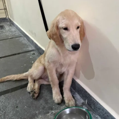 Golden Retriever puppies for sale