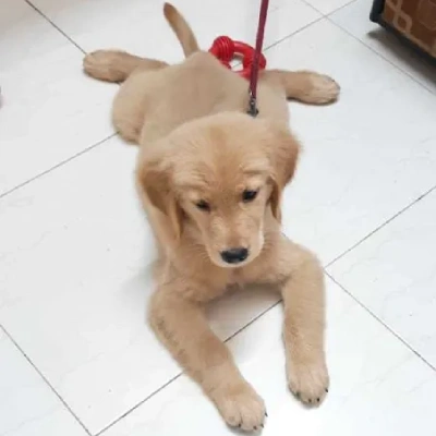 Golden Retriever puppies for sale in Vijayawada