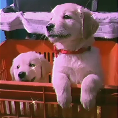 Golden Retriever puppies for sale in Jodhpur