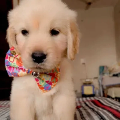 Golden Retriever puppies for sale in Jodhpur