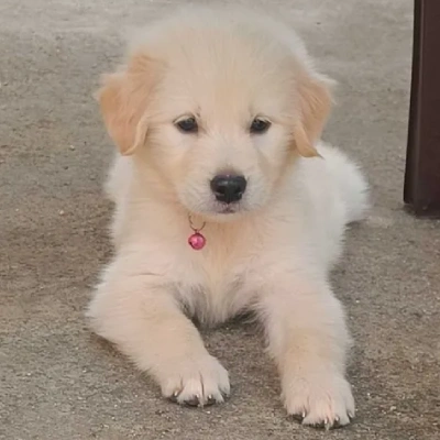 Golden Retriever puppies for sale in Vijayawada