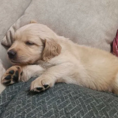 Golden Retriever puppies for sale in Jodhpur