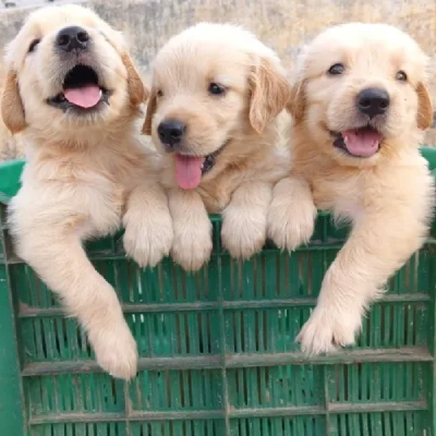 Golden Retriever puppies for sale in Vijayawada