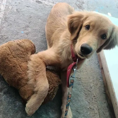 Golden Retriever puppies for sale in Jodhpur