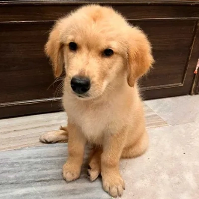 Golden Retriever puppies for sale in Visakhapatnam