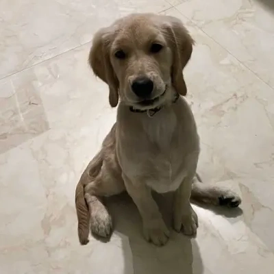 Golden Retriever puppies for sale in Vijayawada