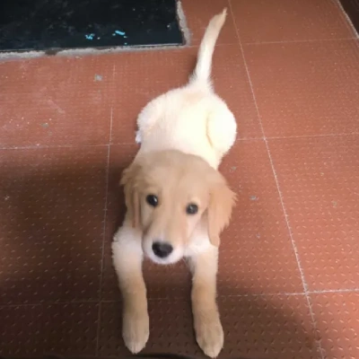 Golden Retriever puppies for sale in Kota