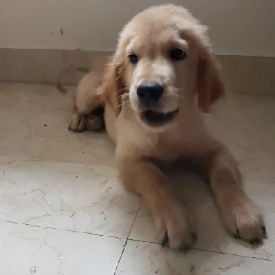 Golden Retriever puppies for sale in Bikaner