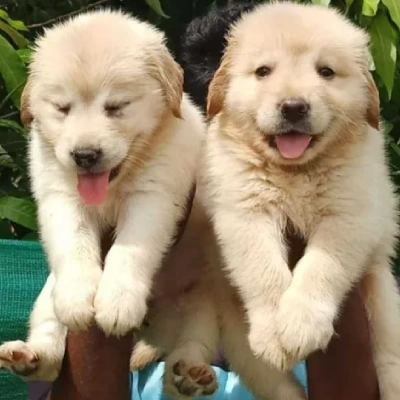 Golden Retriever puppies for sale in Ajmer