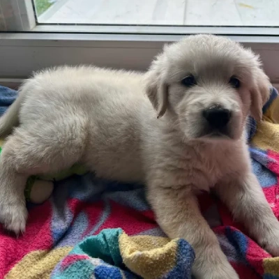 Golden Retriever puppies for sale in Jaipur