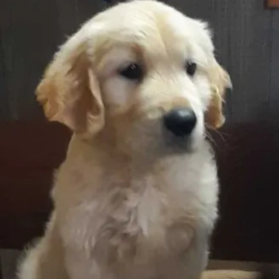 Golden Retriever puppies for sale in Bikaner