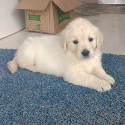 Golden Retriever puppies for sale in Udaipur