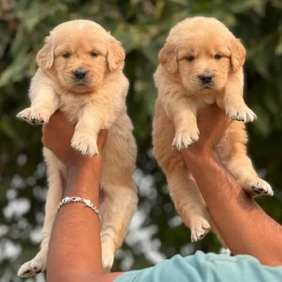 Golden Retriever puppies for sale in Bikaner