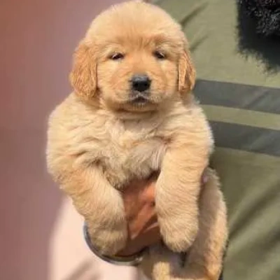 Golden Retriever puppies for sale in Jodhpur