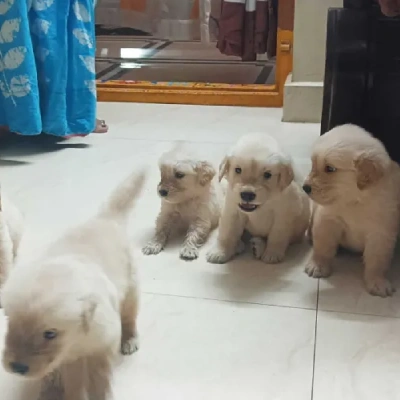 Golden Retriever puppies for sale in Udaipur