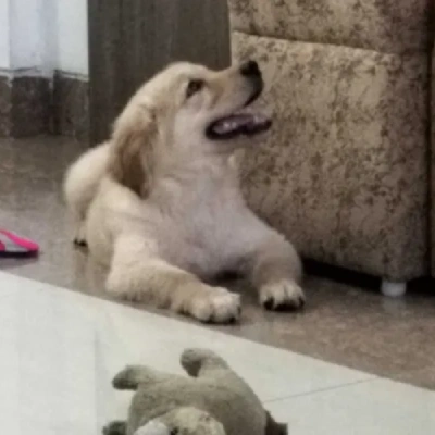 Golden Retriever puppies for sale in Vijayawada