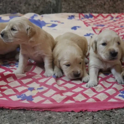 Golden Retriever puppies for sale in Kota