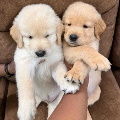 Golden Retriever puppies for sale in Bikaner