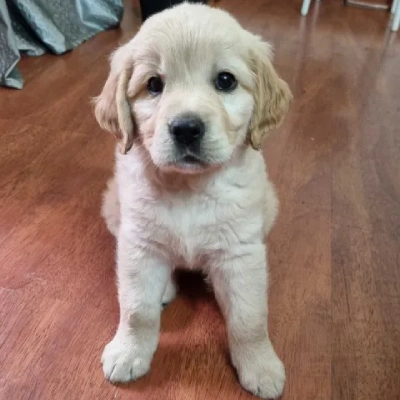 Golden Retriever puppies for sale in Kota